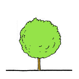 LtTvarKulovita