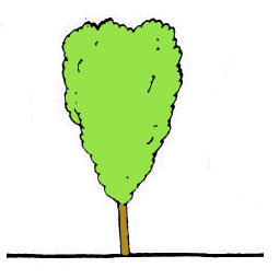 LtStromTvarNalevkovita