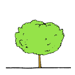 LtTvarSirocekulovita