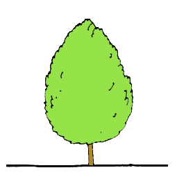 LtTvarVysocekulovita