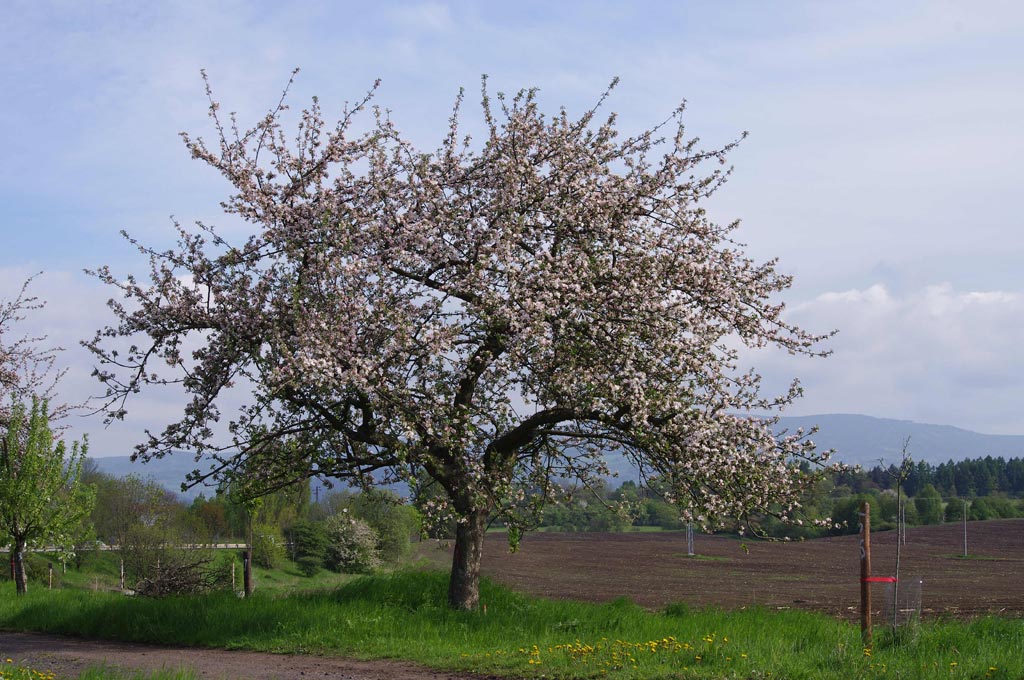 chybí