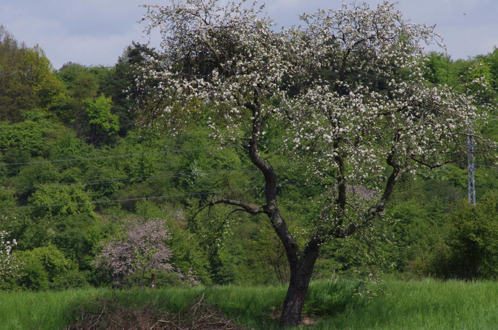 chybí